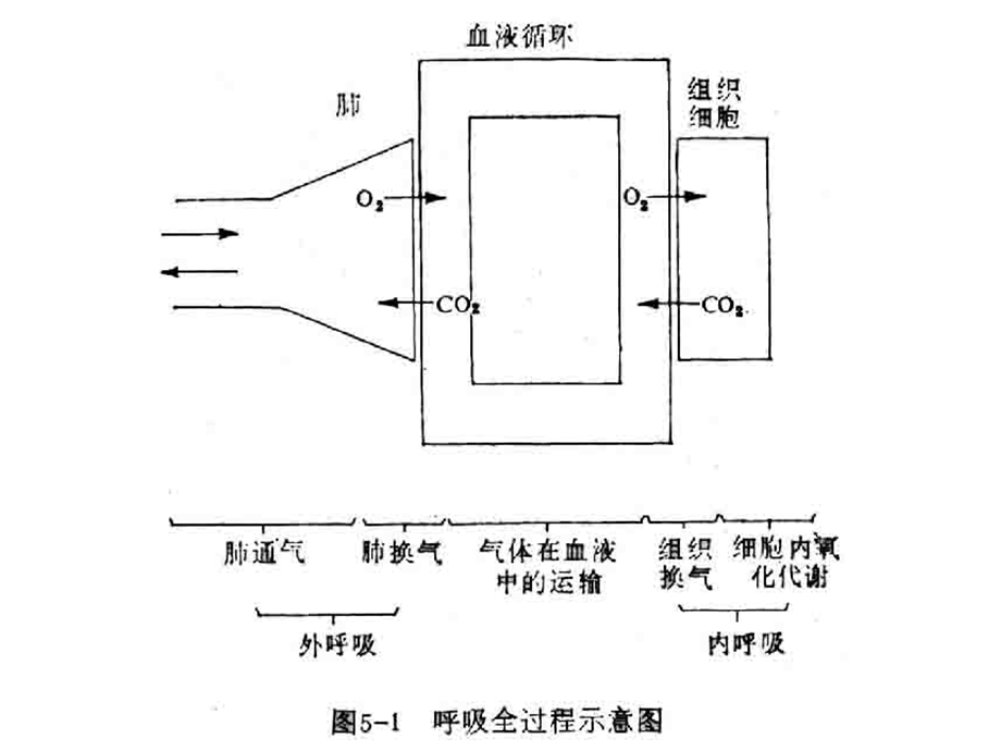 肺功能不全.ppt_第3页