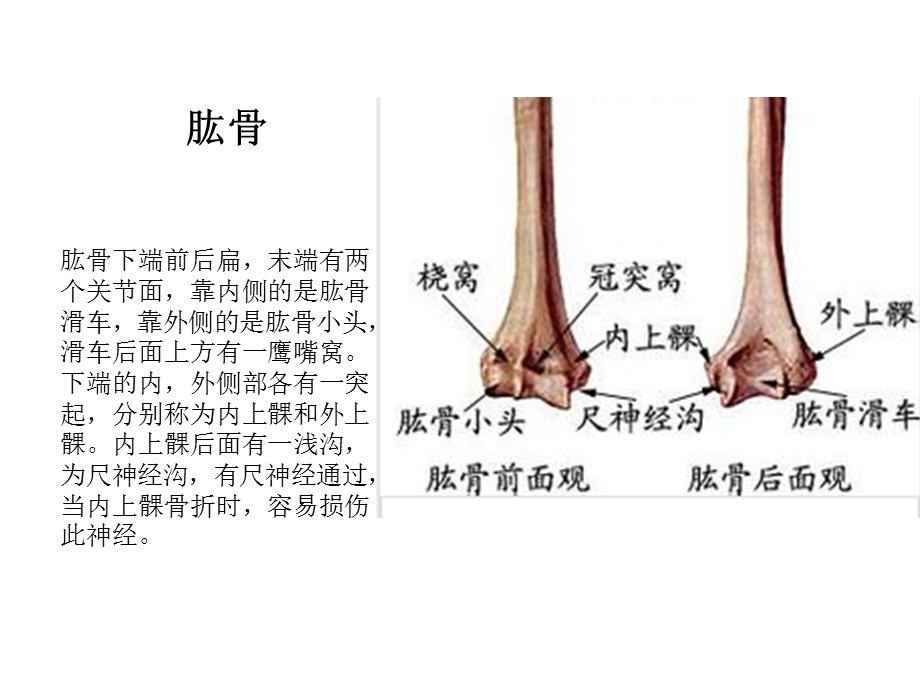 肘关节解剖运动学说.ppt_第3页