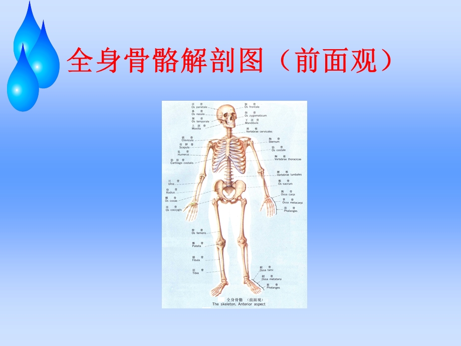 股骨头缺血性坏死护理查房.ppt_第2页