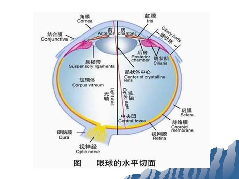 糖尿病视网膜病变.ppt.ppt_第3页