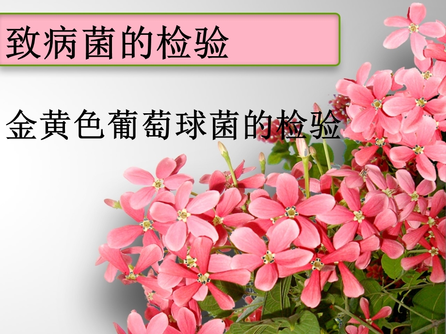 金黄色葡萄球菌的检验.ppt_第1页