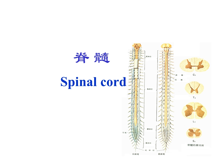 脊髓脑干小脑间脑.ppt_第2页