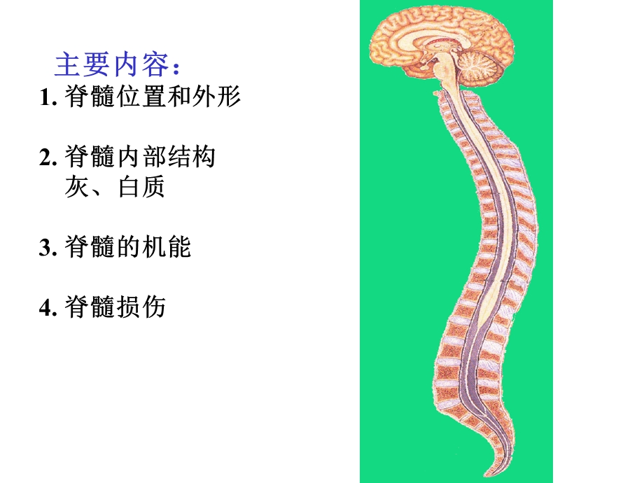 脊髓脑干小脑间脑.ppt_第3页