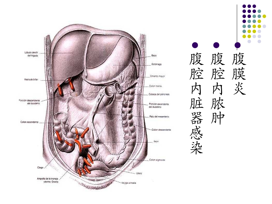 腹腔内感染.ppt.ppt_第2页