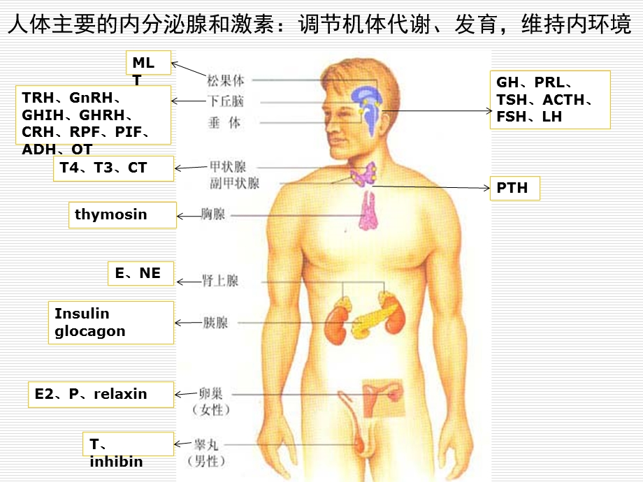 重症病人的内分泌功能紊乱.ppt_第3页