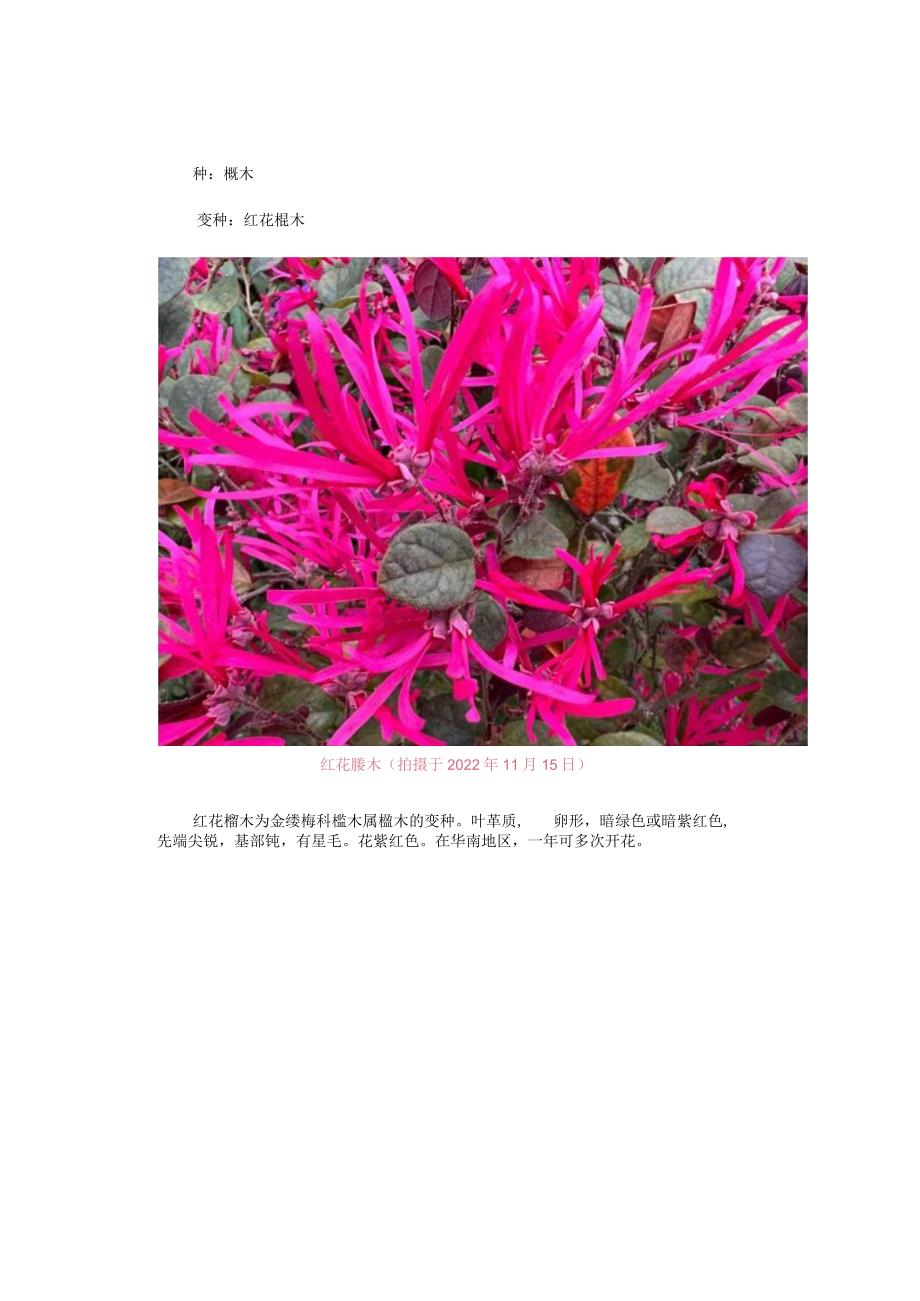 【金缕梅科植物】红花檵木.docx_第2页