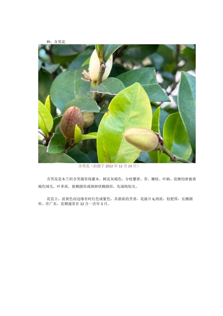 【木兰科植物】含笑花.docx_第3页