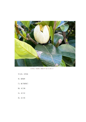 【木兰科植物】含笑花.docx