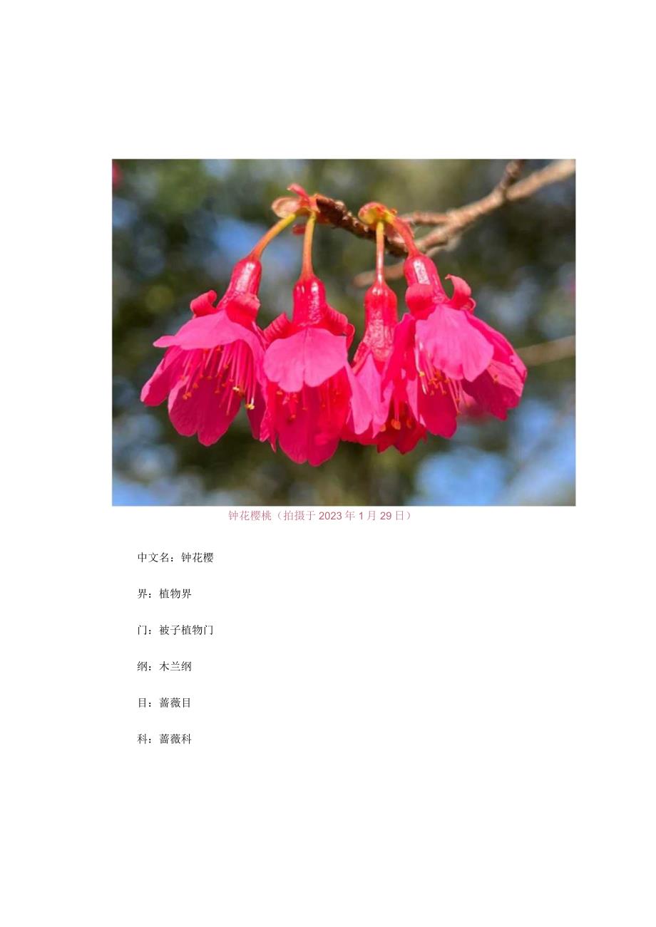 【蔷薇科植物】钟花樱.docx_第1页