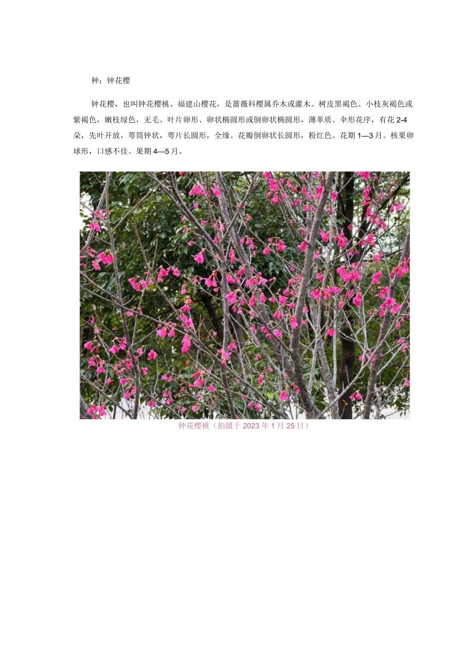 【蔷薇科植物】钟花樱.docx_第3页