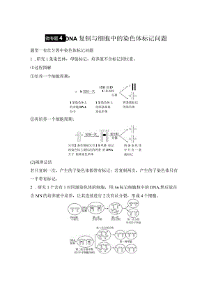 2023-2024学年人教版必修二微专题4DNA复制与细胞中的染色体标记问题学案.docx