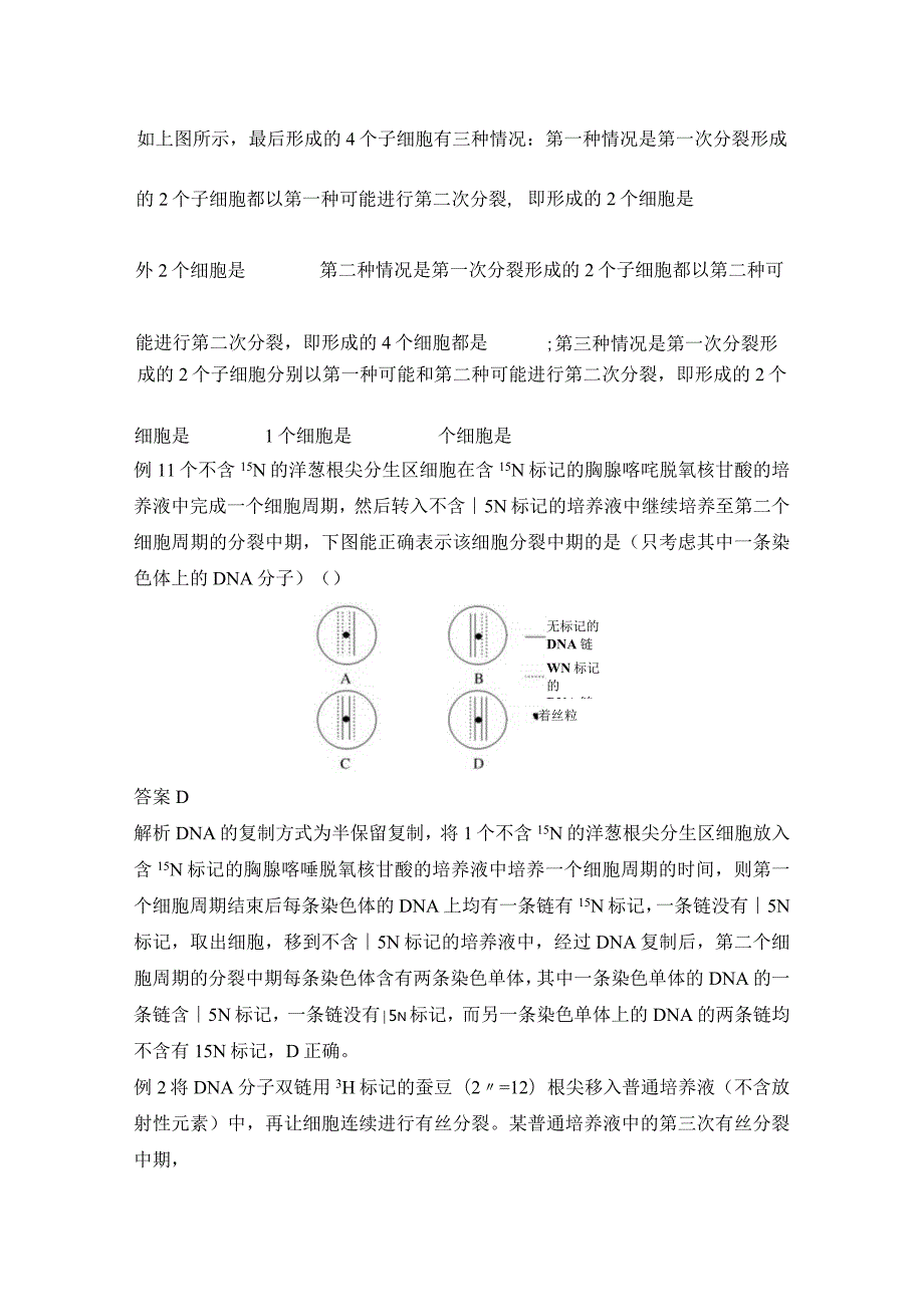 2023-2024学年人教版必修二微专题4DNA复制与细胞中的染色体标记问题学案.docx_第2页