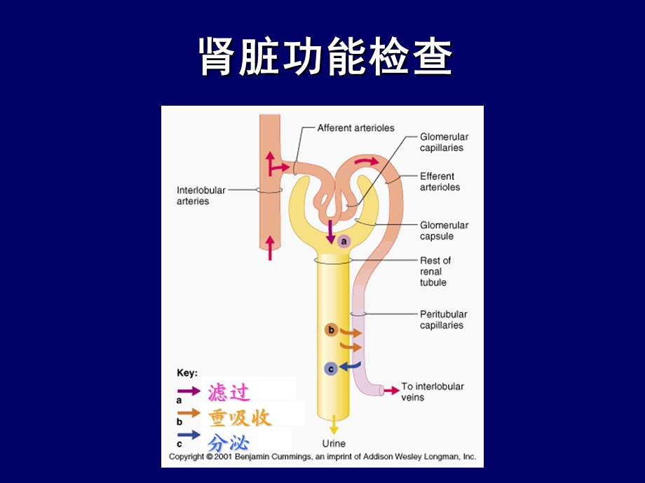 高护诊断学生化检查.ppt_第3页