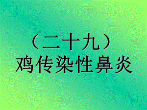 29传染性鼻炎.ppt