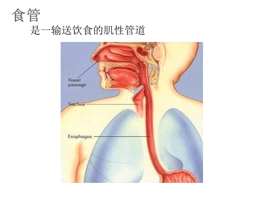 食管疾病病人的护理.ppt_第3页