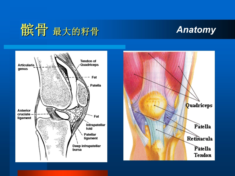 髌骨骨折专题教学讲座PPT.ppt_第2页