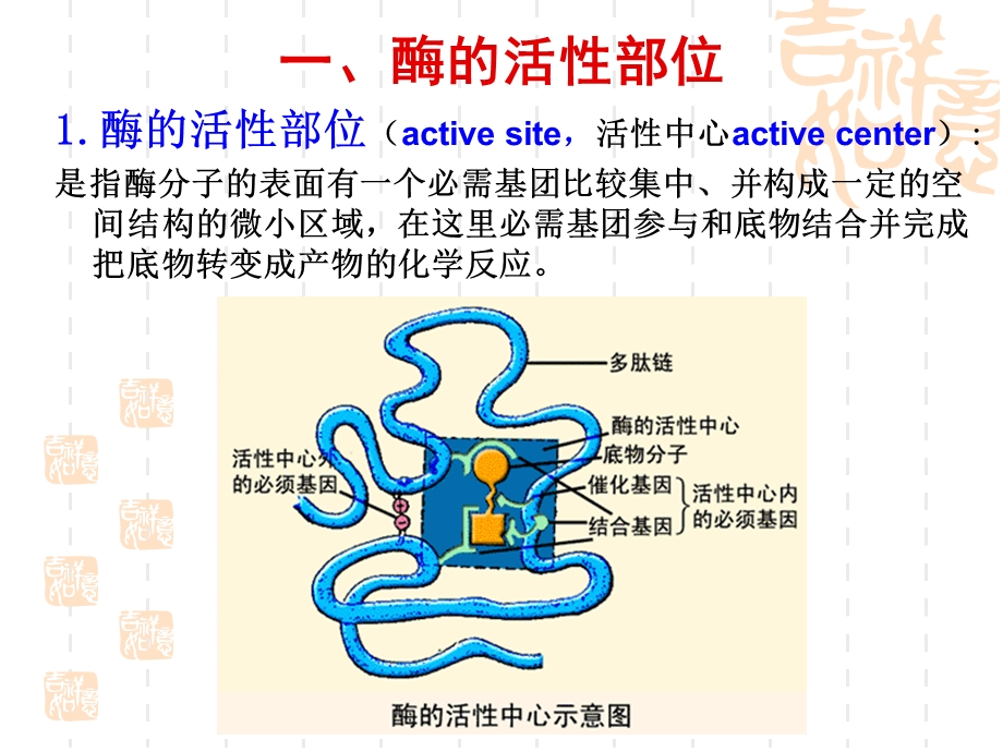 酶的作用机制和酶的活性部位调节.ppt_第3页