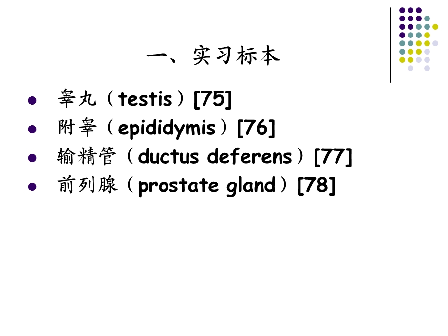 男性生殖系统.ppt_第3页