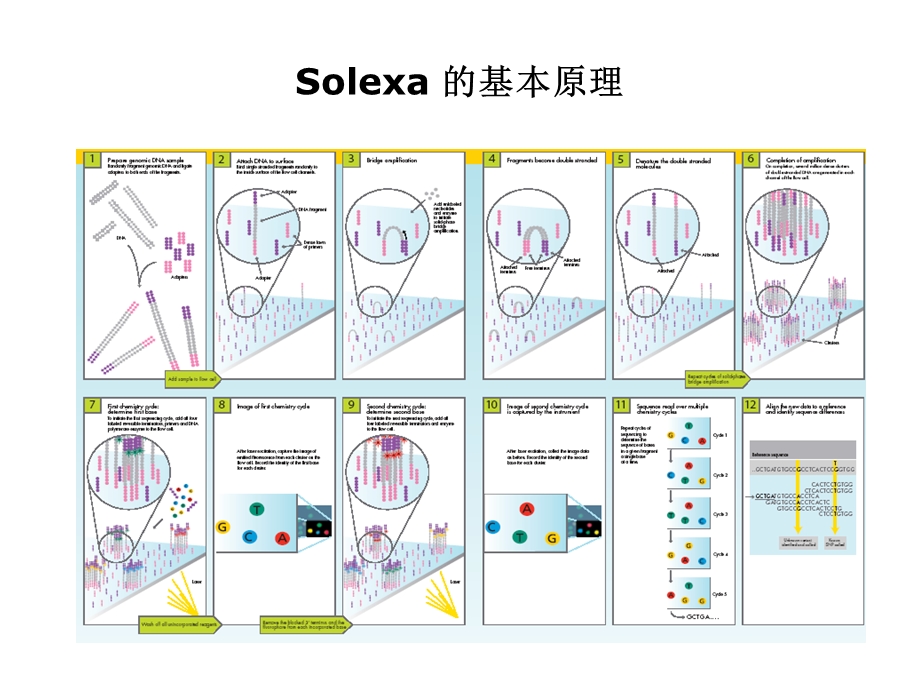 高通量测序原理.ppt_第3页