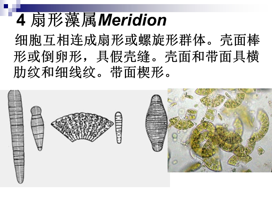 硅藻教学课件PPT.ppt_第1页