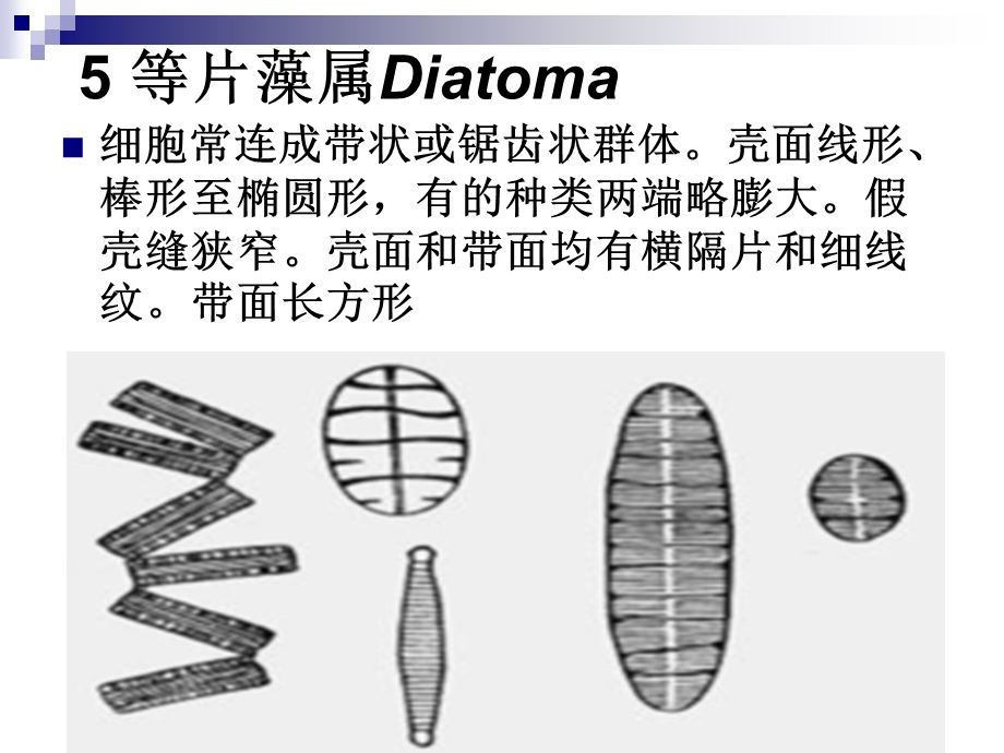 硅藻教学课件PPT.ppt_第2页