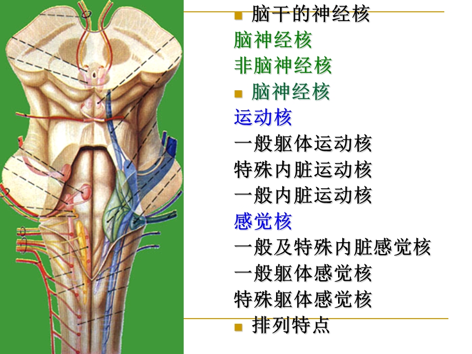 28.脑干内部结构.ppt_第3页