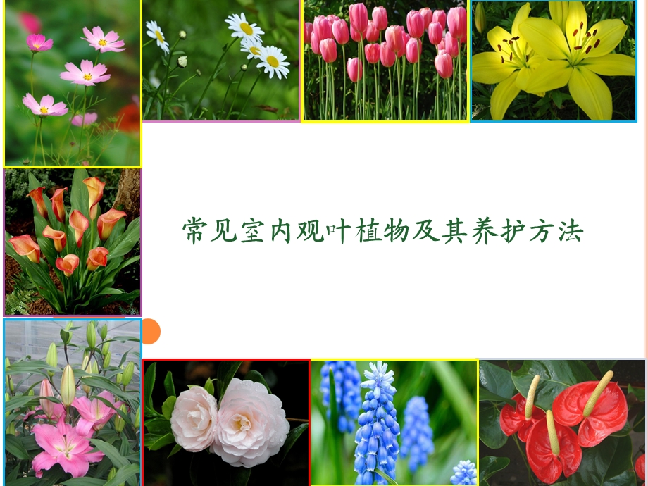 几种有益健康的常见室内植物及其养护方法.ppt_第1页