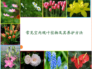 几种有益健康的常见室内植物及其养护方法.ppt