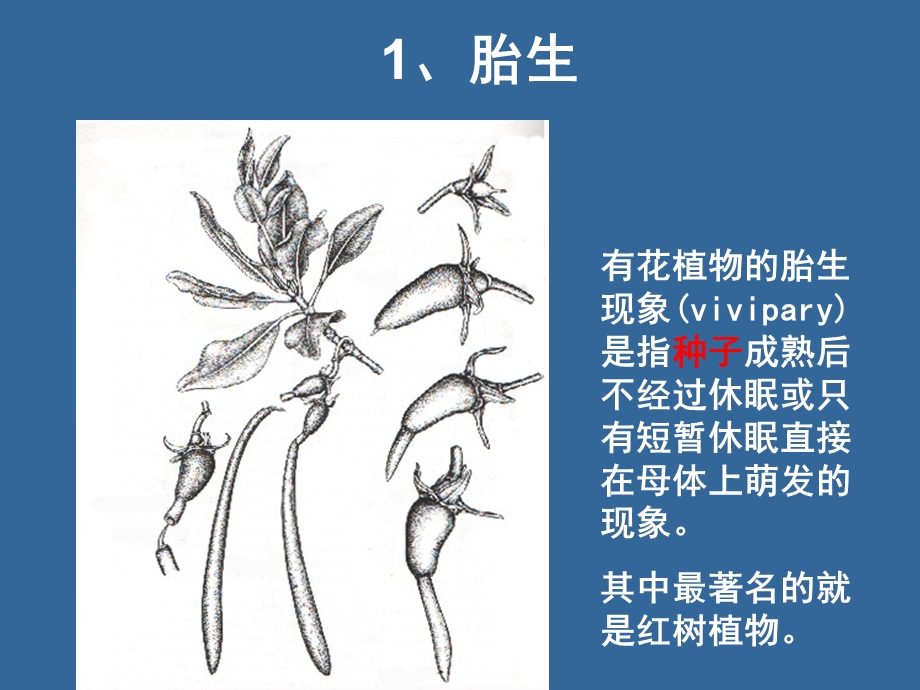 植物界的胎生.ppt_第3页