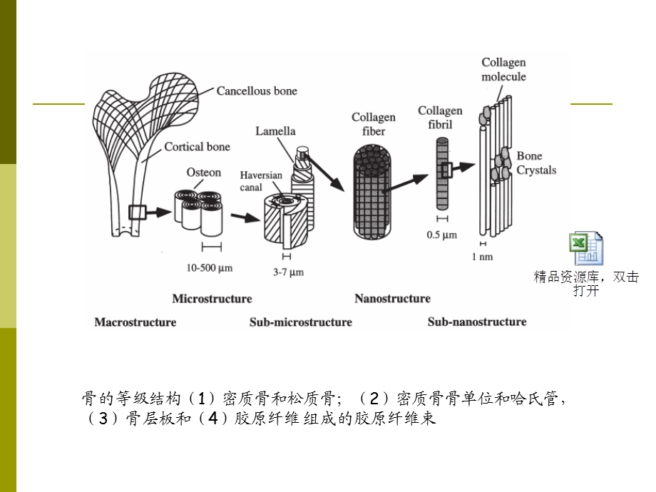 组织工程学天然高分子材料之胶原.ppt_第3页