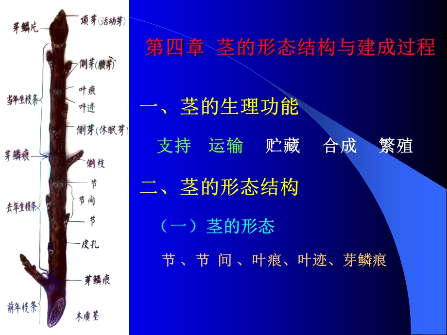 第四章茎的形态结构与建成过程.ppt_第1页