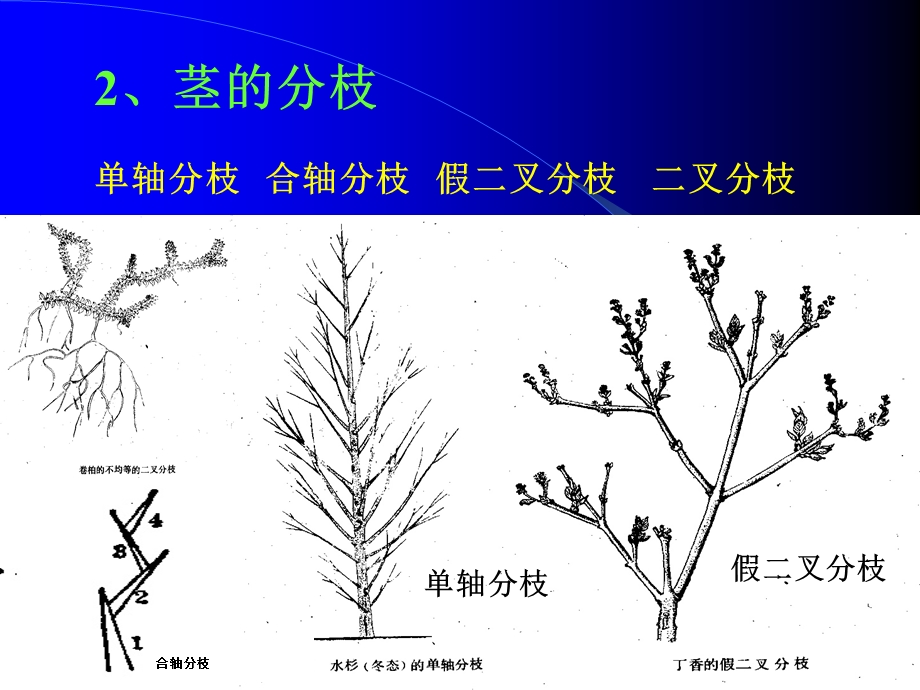 第四章茎的形态结构与建成过程.ppt_第3页