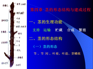 第四章茎的形态结构与建成过程.ppt