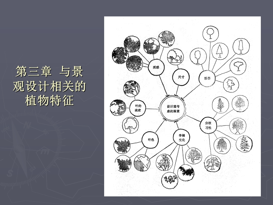 第三章与景观设计相关的植物特征.ppt_第1页