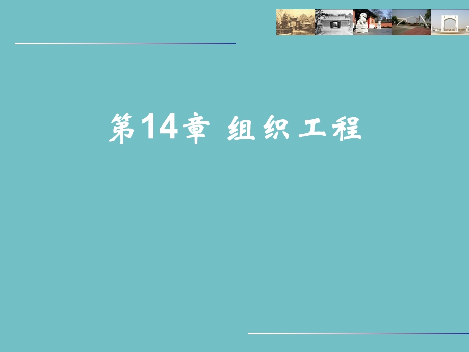 第 14 章 组织工程.ppt_第1页