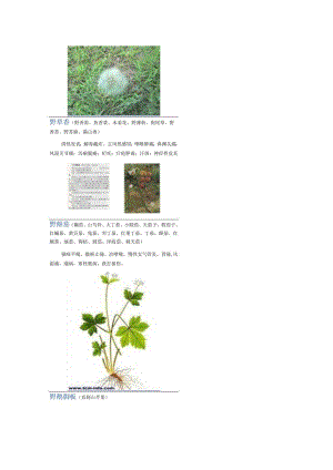 3000种中医药材第2501-2600种.docx