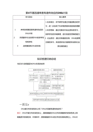 2023-2024学年 人教版 必修二基因通常是有遗传效应的DNA片段 学案.docx