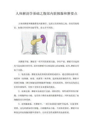 人体解剖学基础之腹部内脏胰腺和脾要点.docx