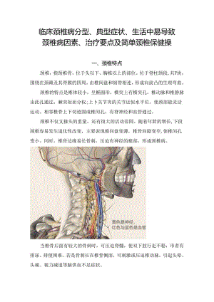 临床颈椎病分型、典型症状、生活中易致因素、治疗要点及简单颈椎保健操.docx