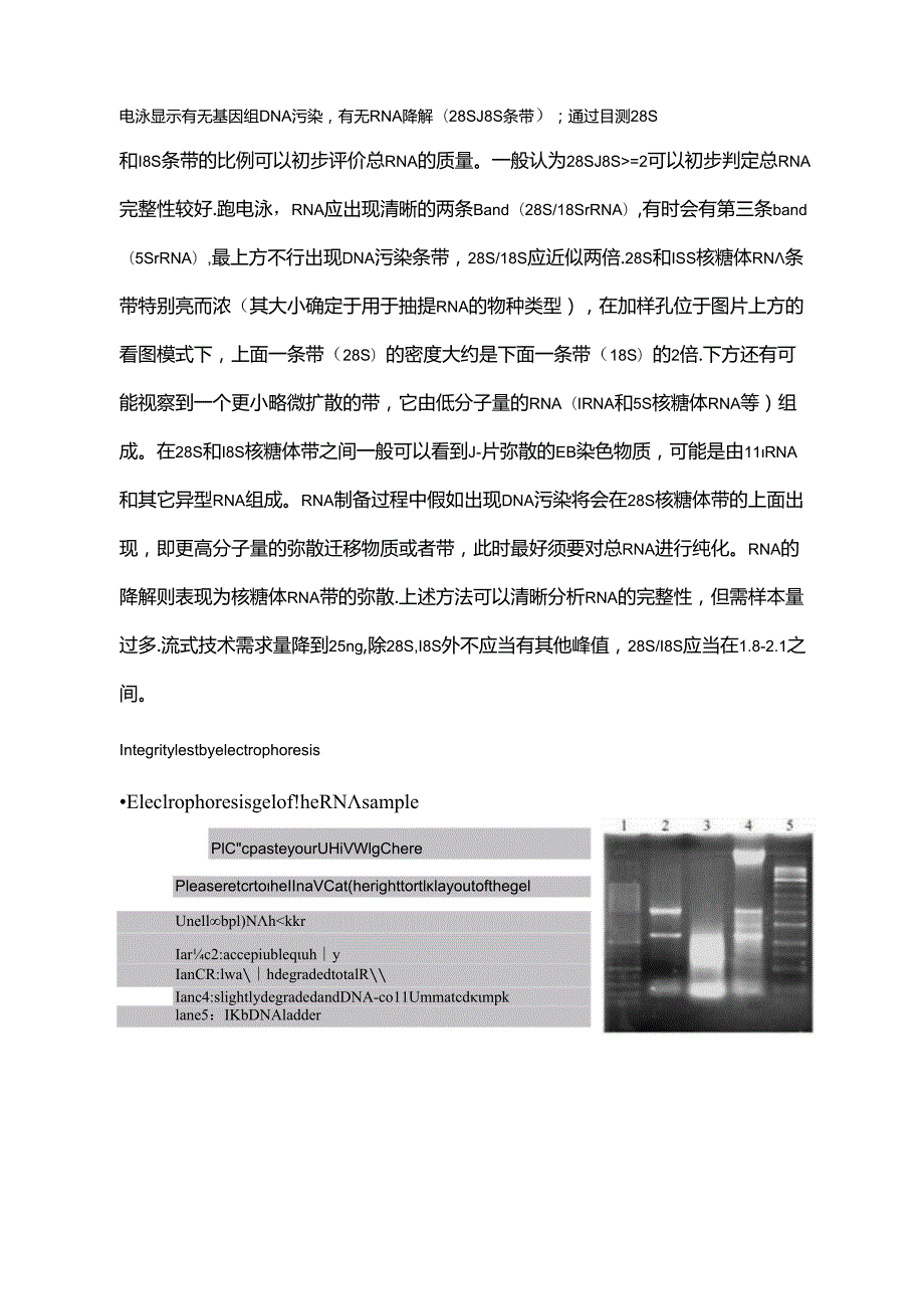 RNA质量控制.docx_第3页