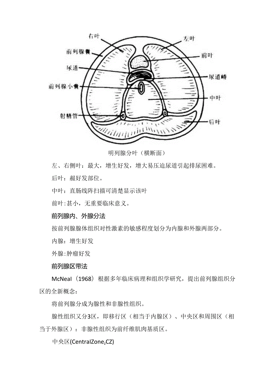 临床前列腺解剖位置、形态、大小、组织学结构及分区法.docx_第3页