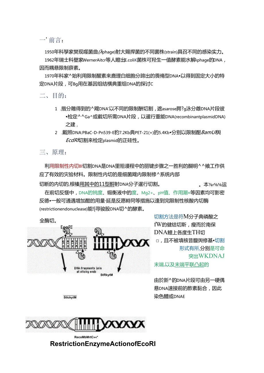 Restriction endonuclease enzyme digestion限制内切酶.docx_第1页