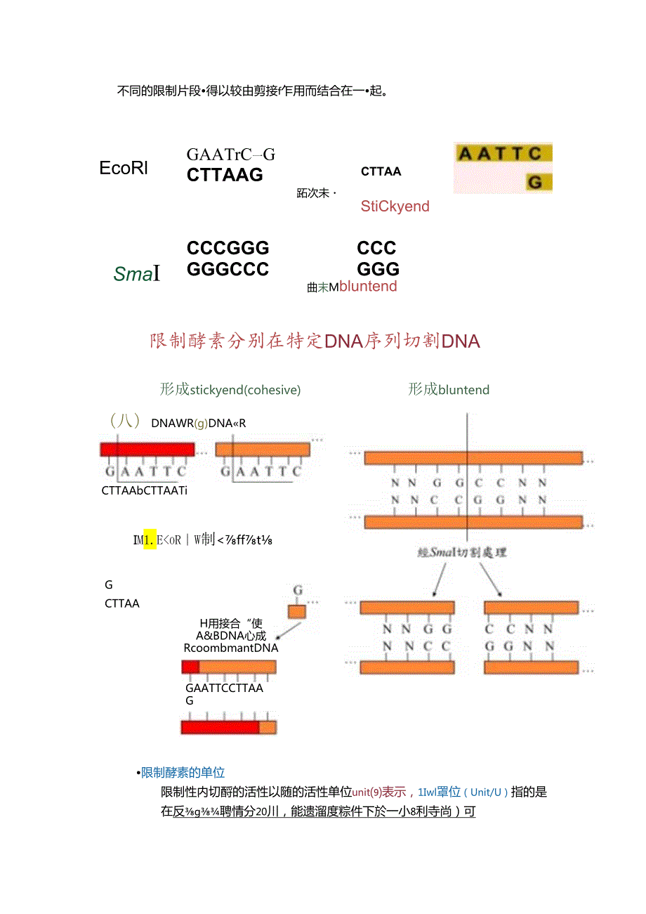 Restriction endonuclease enzyme digestion限制内切酶.docx_第2页