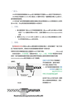 Restriction endonuclease enzyme digestion限制内切酶.docx