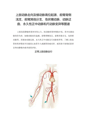 上肢动脉走向及桡动脉高位起源、前臂背侧浅支、前臂其他分支、岛状桡动脉、动脉迂曲、永久性正中动脉和尺动脉变异等图谱.docx