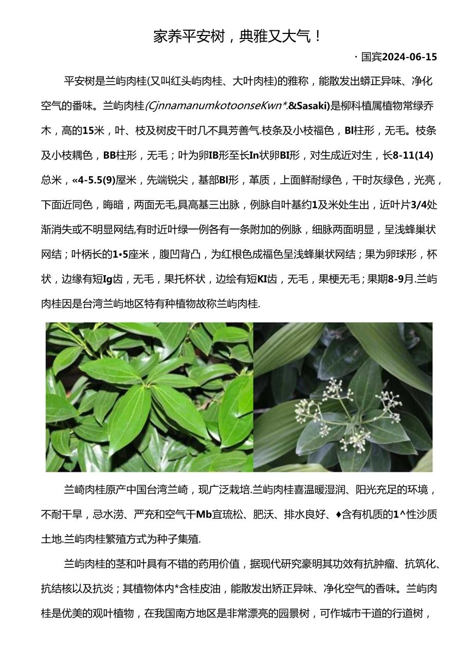 家养平安树典雅又大气！.docx_第1页