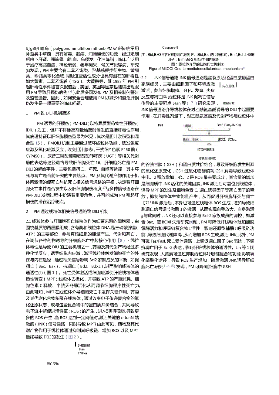 何首乌致肝损伤的信号通路及其作用机制.docx_第2页