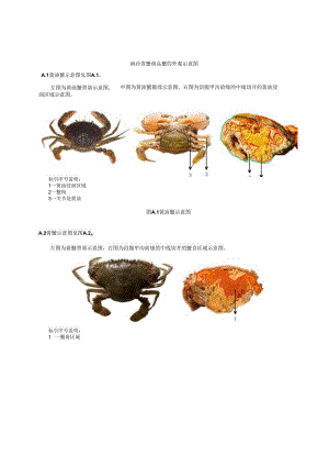 南沙青蟹商品蟹的外观示意图.docx