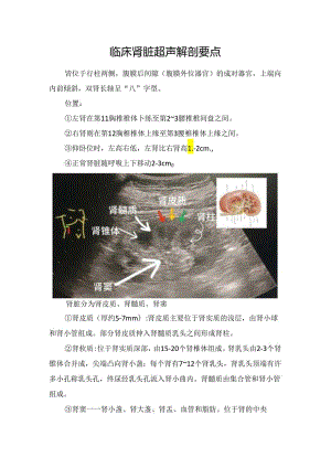 临床肾脏超声解剖要点.docx