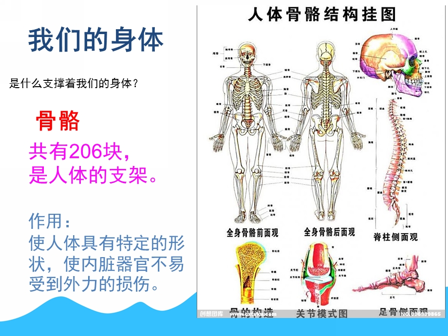 中班健康《身体的秘密》PPT课件教案PPT课件.pptx_第3页